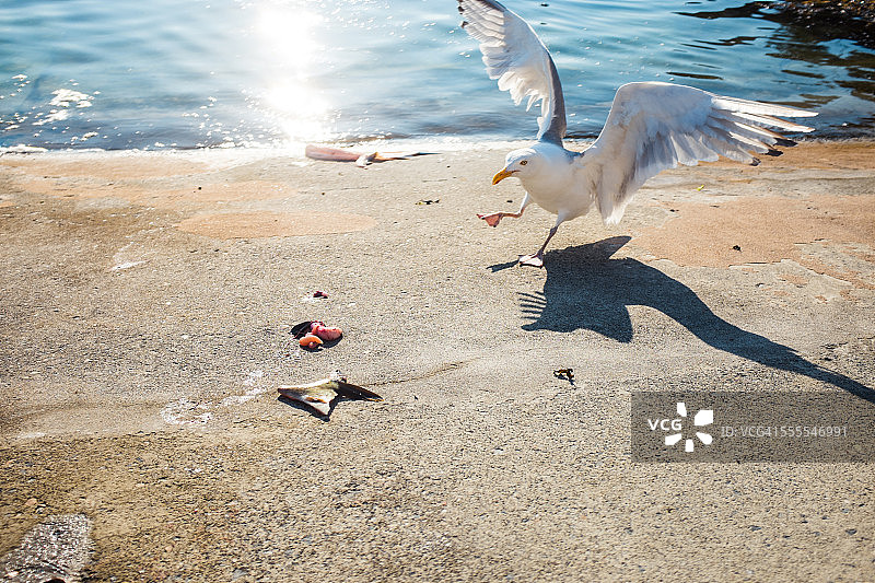 装货码头上的海鸥图片素材