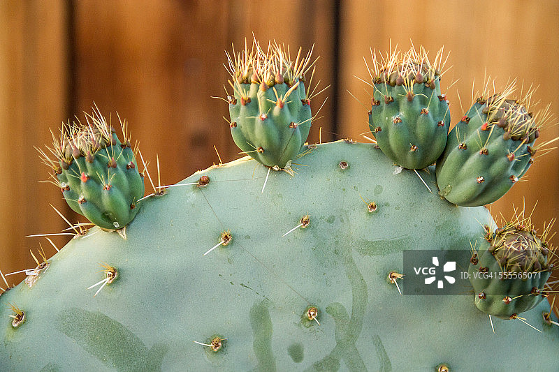 南加州刺梨图片素材