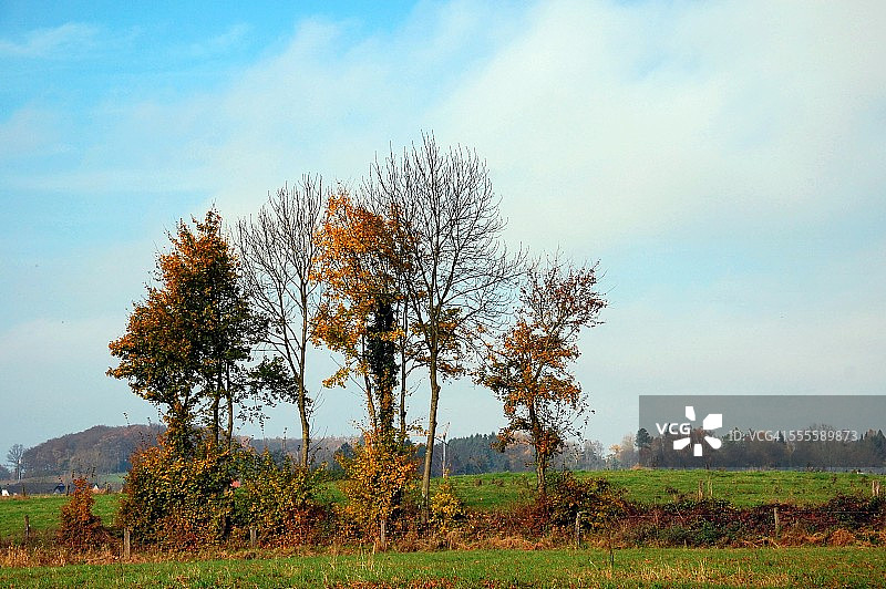 树在秋天图片素材