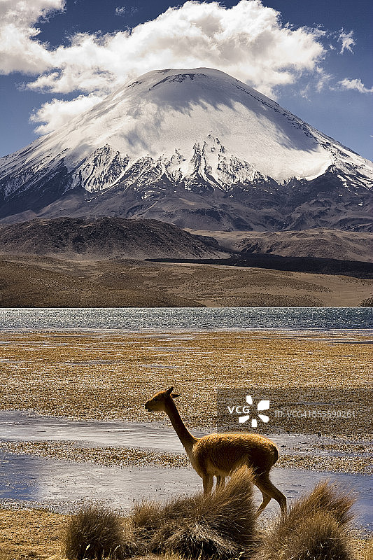 羊驼在春加拉湖岸边吃草，背景是火山图片素材