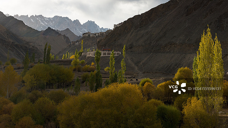 背景是山脉的白杨树图片素材