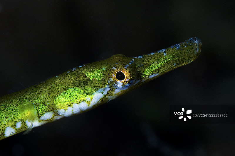 管口鱼图片素材