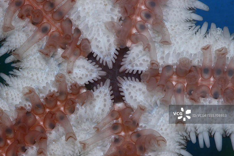 海星口器图片素材