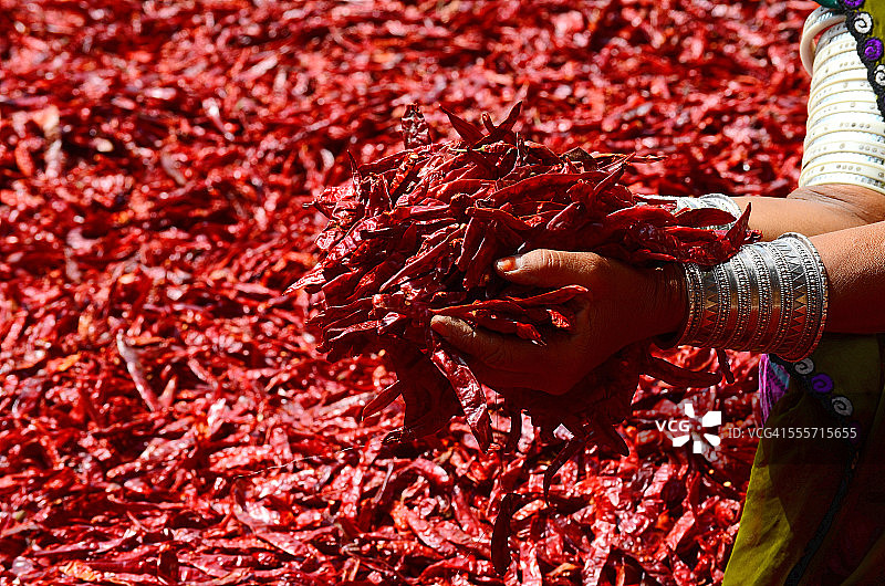 手中的干燥红辣椒-印度香料图片素材