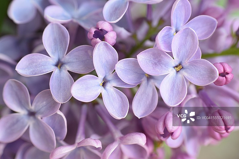 丁香花特写图片素材