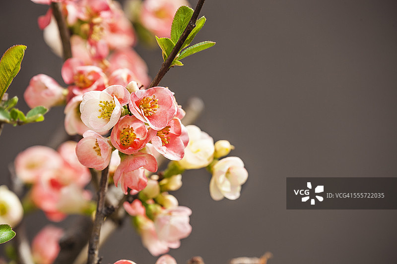 日本海棠花图片素材