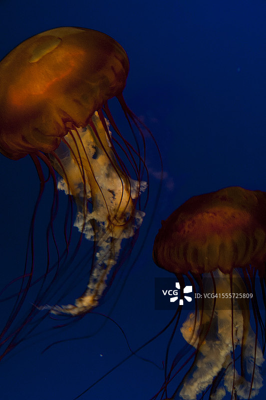 水族馆 - 水母图片素材