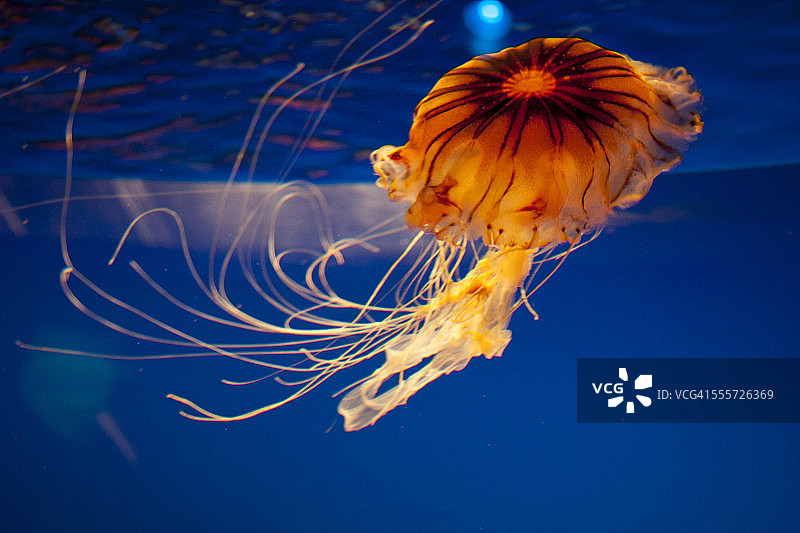 水族馆 - 水母图片素材