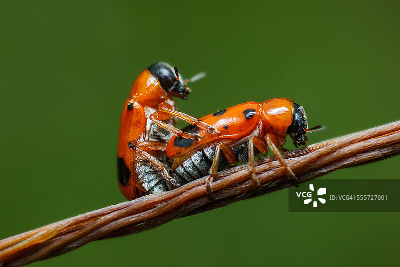 垫子瓢虫图片素材