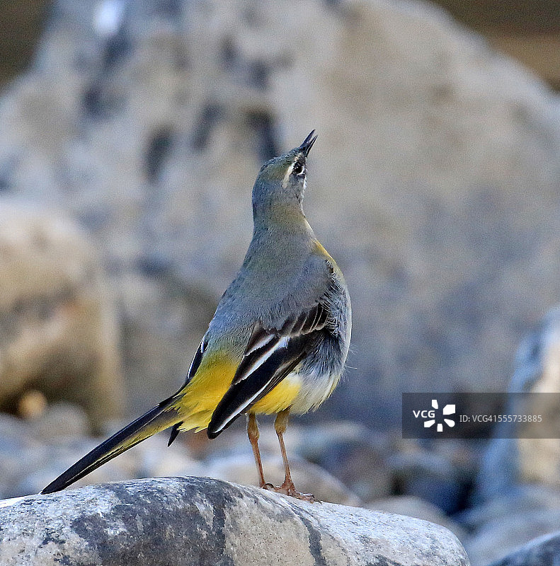 灰色的鹡鸰图片素材