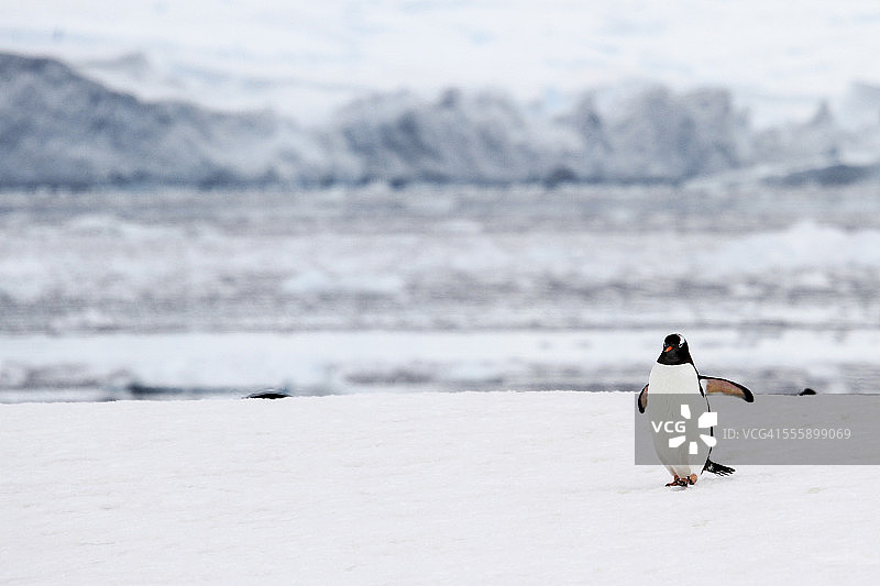 巴布亚企鹅图片素材
