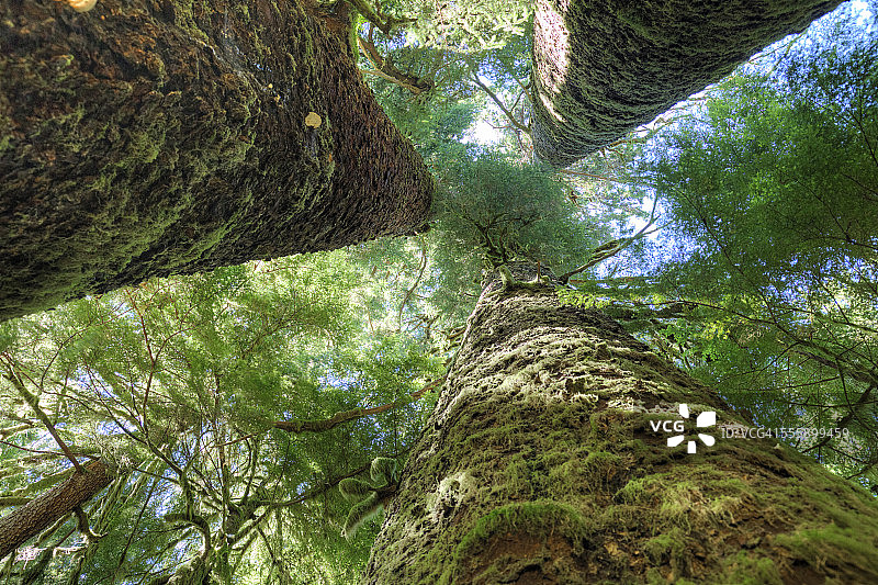 覆盖苔藓的林地森林图片素材