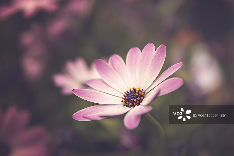 紫色和粉色雏菊花图片素材