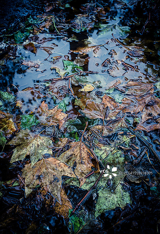 秋季地毯图片素材