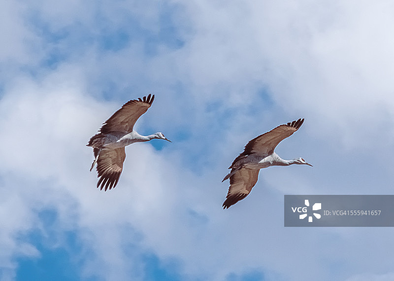 高空飞翔的沙丘鹤图片素材