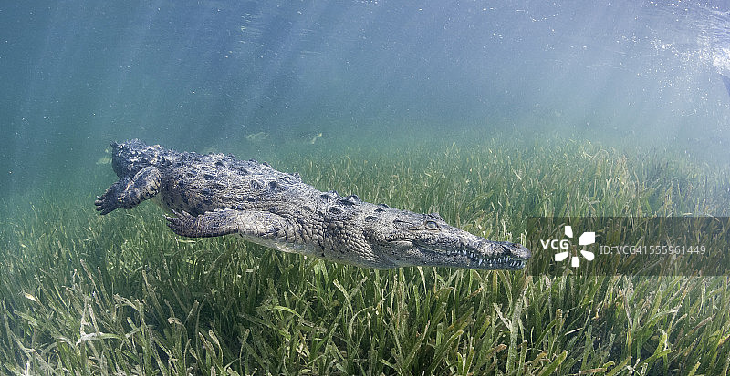 古巴鳄鱼图片素材