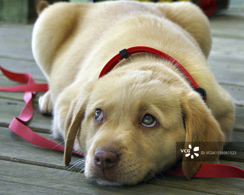 蓝眼睛的小狗图片素材