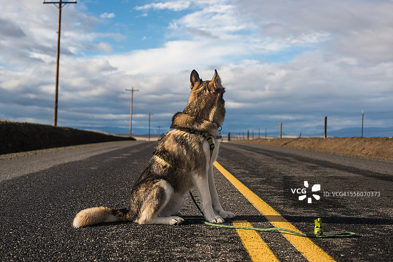 俄勒冈小道上向西看的小狗图片素材