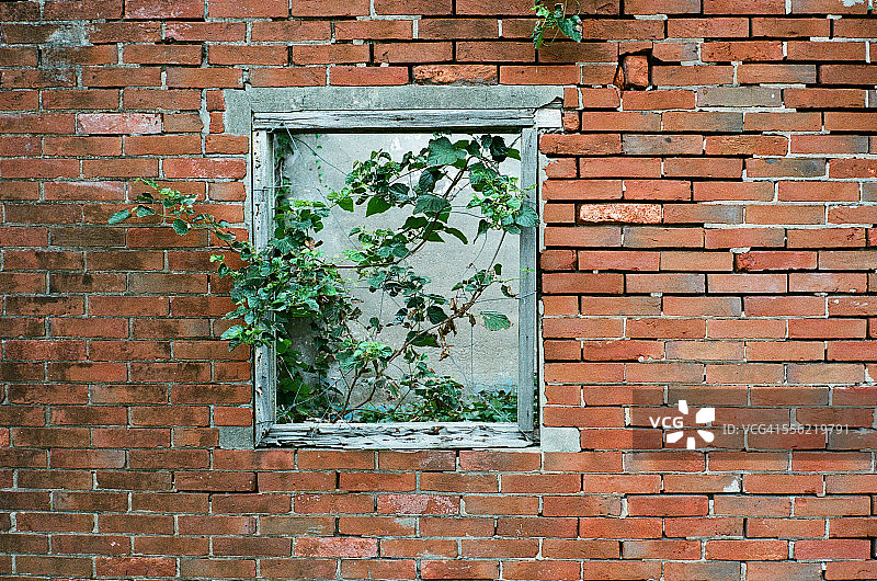 绿色的窗户和红色的砖墙图片素材