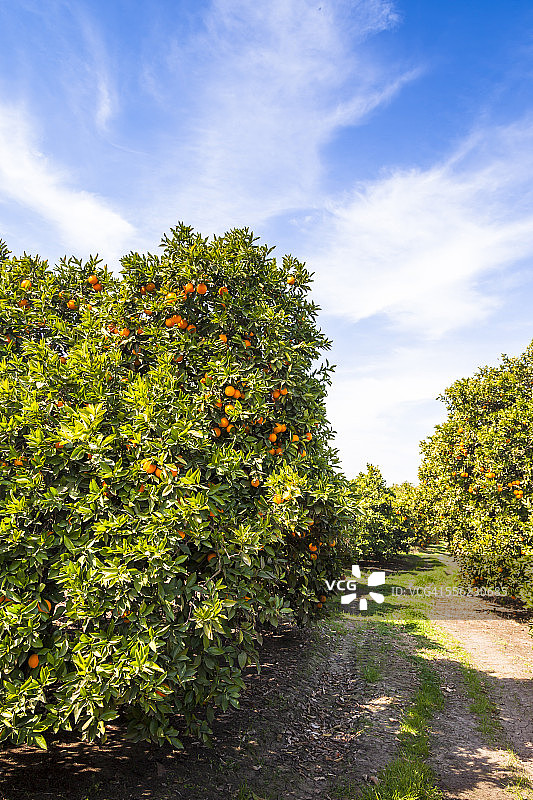 种植园和侧道上的橘子树图片素材