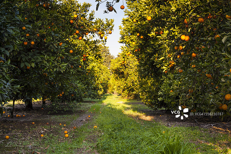 橙色果园图片素材