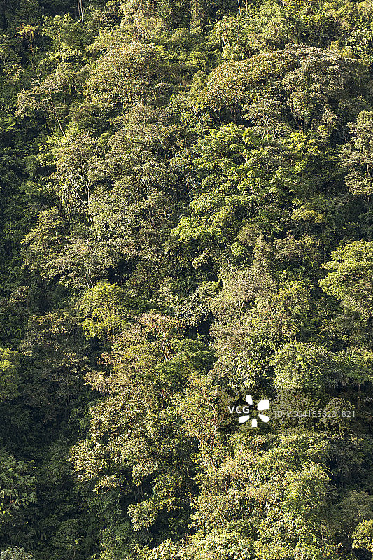 厄瓜多尔山坡上的热带雨林图片素材