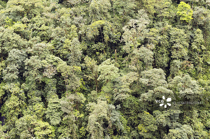 厄瓜多尔山坡上的热带雨林图片素材