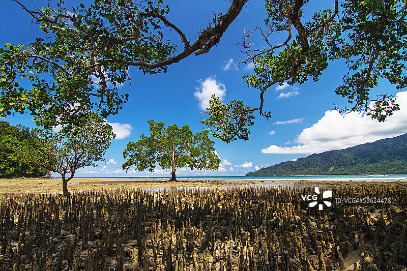 树与大海图片素材