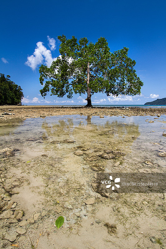 树和大海图片素材