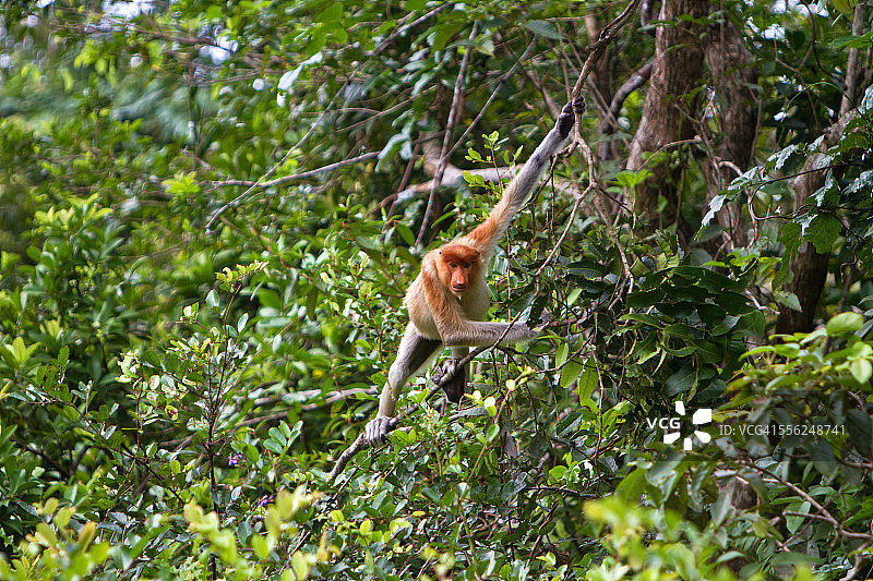 长鼻猴图片素材