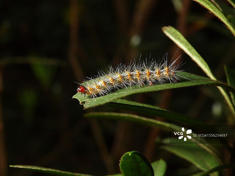 蛾幼虫图片素材