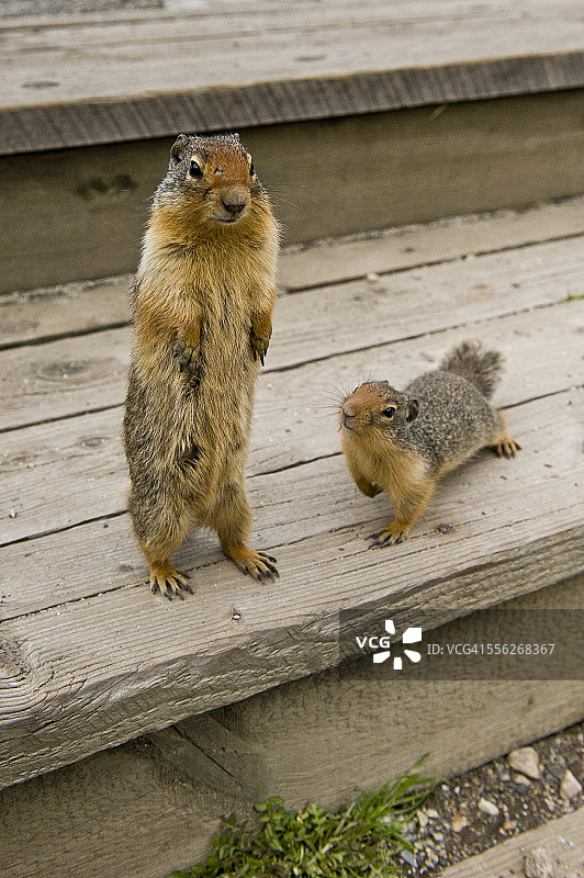 花栗鼠夫妇图片素材