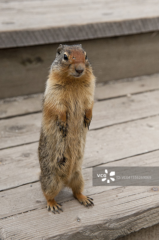 站立的理查森草原松鼠图片素材