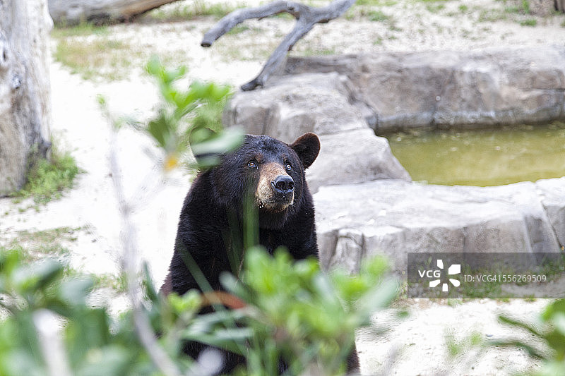 马来熊图片素材