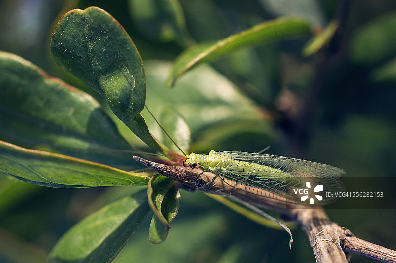 普通草蛉图片素材