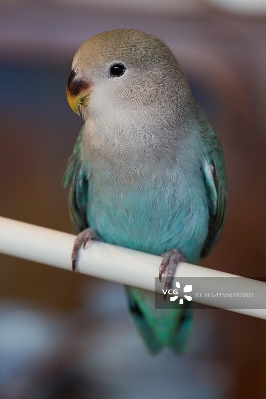 蓝色桃脸情侣鹦鹉图片素材