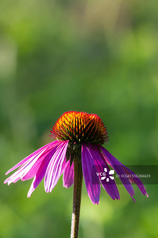单支粉色松果菊图片素材