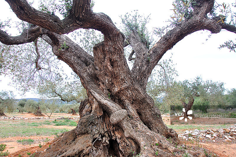 百年橄榄树图片素材