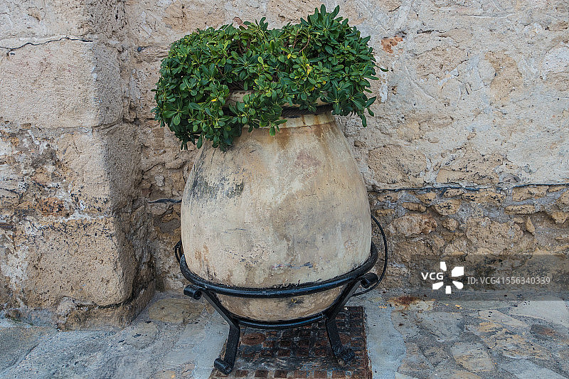 盆栽植物，凯里尼亚，北塞浦路斯图片素材