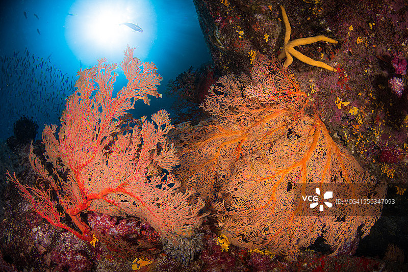 珊瑚礁上的海扇与阳光图片素材