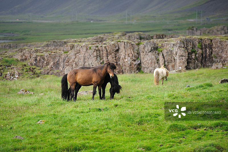 冰岛马吃草和休息图片素材