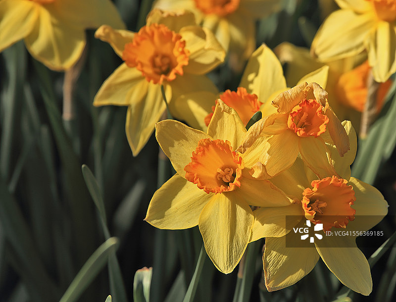 水仙花图片素材