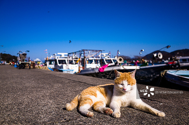生活在港口的猫咪图片素材