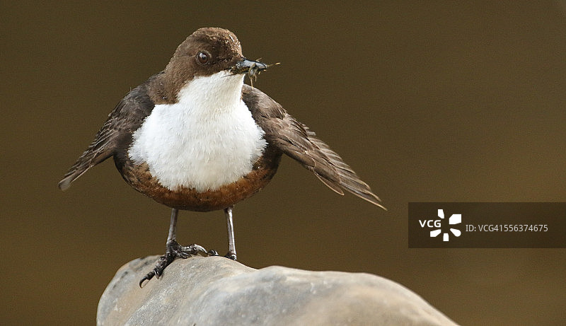 一幅北斗七星带着食物的肖像。图片素材
