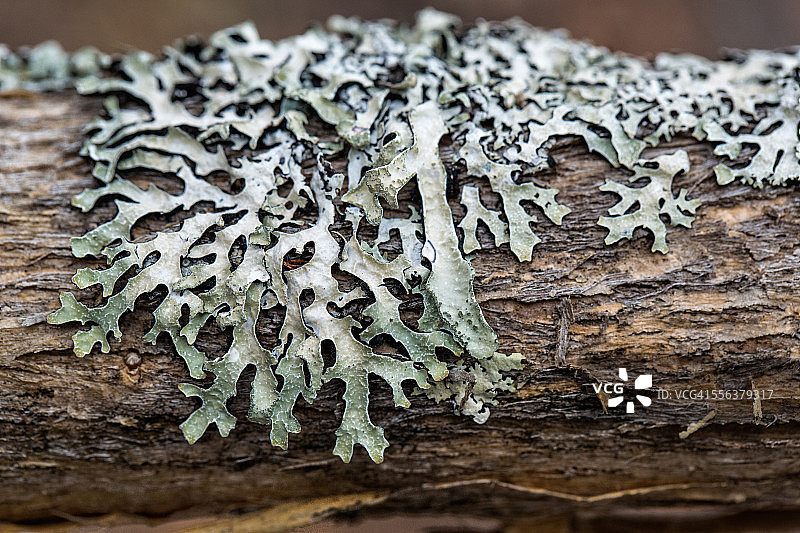 盾牌地衣图片素材