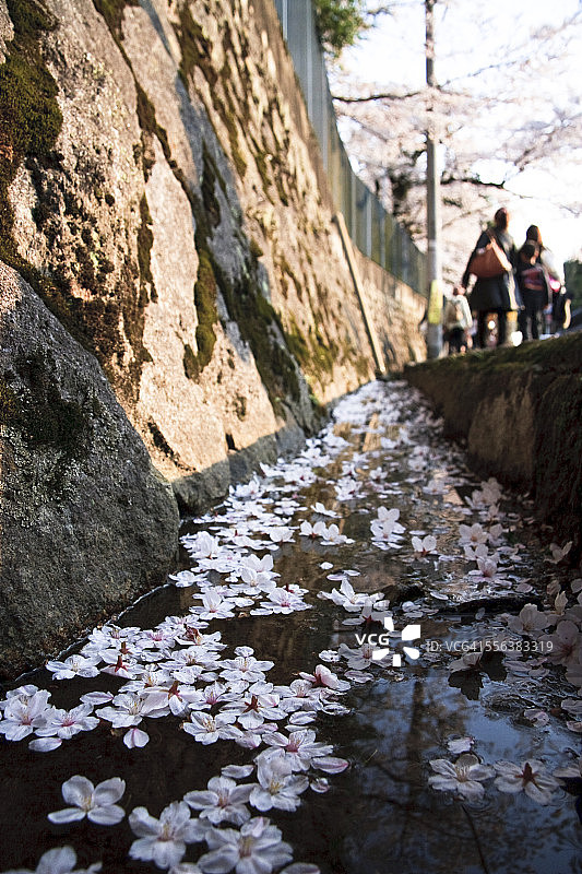 沟渠中的樱花图片素材