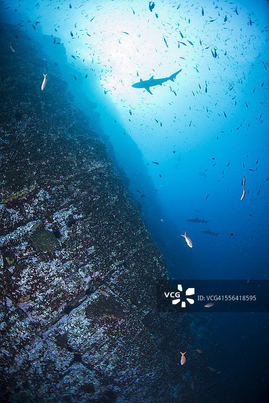 小鱼和鲨鱼在陡峭的水下墙壁旁游泳，墨西哥图片素材