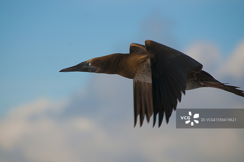 褐鲣鸟飞越墨西哥圣贝内迪克托岛图片素材