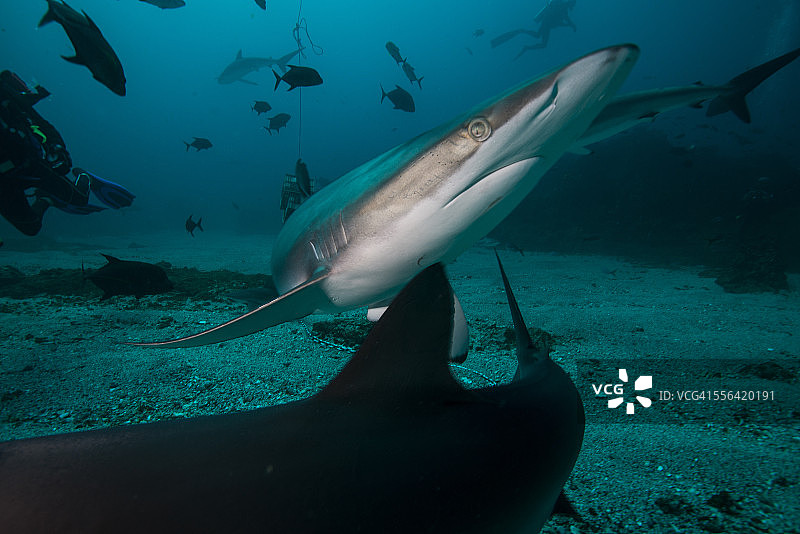 墨西哥索科罗岛深潜时躲避另一条鲨鱼的丝鲨图片素材