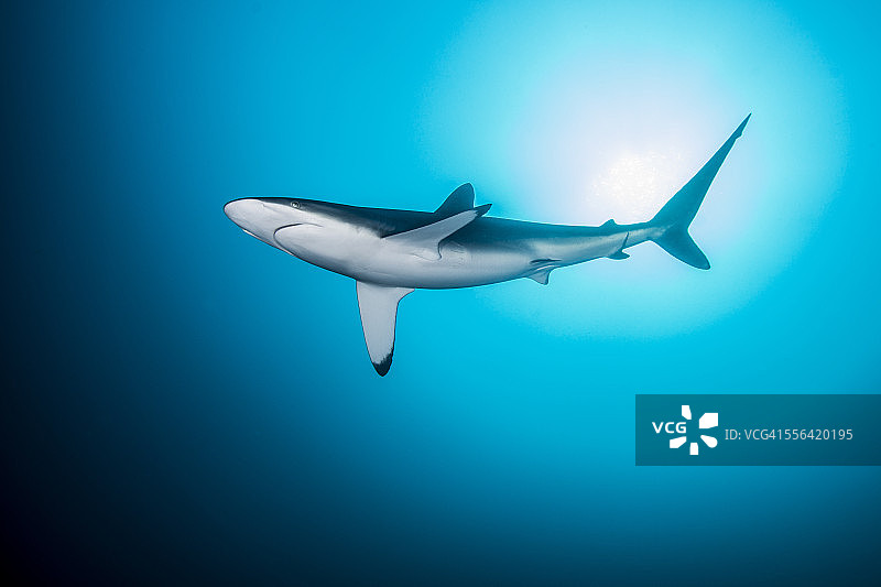孤独而好奇的丝鲨在墨西哥雷维利亚吉格多群岛的索科罗岛附近游弋图片素材